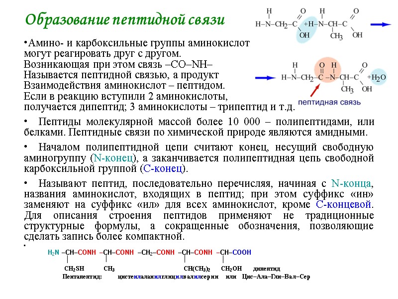Образование пептидной связи Амино- и карбоксильные группы аминокислот могут реагировать друг с другом. Образование пептидной связи Амино- и карбоксильные группы аминокислот могут реагировать друг с другом.
